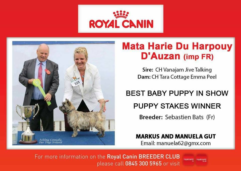 du Harpouy D'Auzan - Meilleur Puppy Cairn Terrier en Irlande !