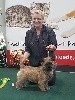  - Top Femelle Cairn Terrier Irlannde