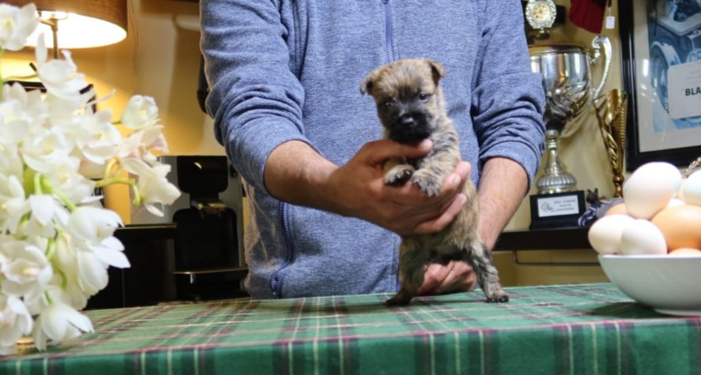 du Harpouy D'Auzan - Vidéo des chiots Cairn Terrier nés le 25/02/23
