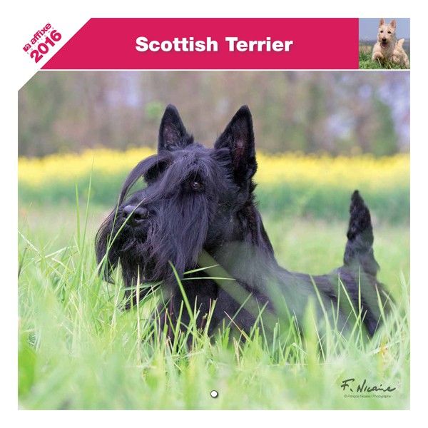 du Harpouy D'Auzan - Calendrier du Scottish Terrier 2016