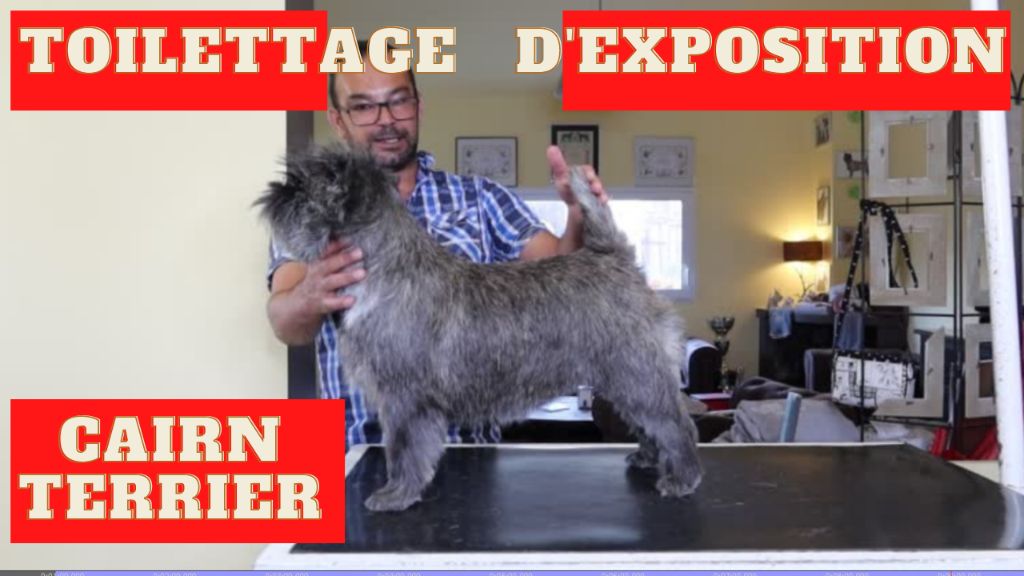 du Harpouy D'Auzan - Vidéo Toilettage d'Exposition Cairn Terrier