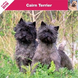 du Harpouy D'Auzan - Calendrier Cairn Terrier 2016