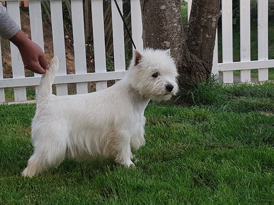 du Harpouy D'Auzan - Bientôt des BB Westies au Harpouy d'Auzan !