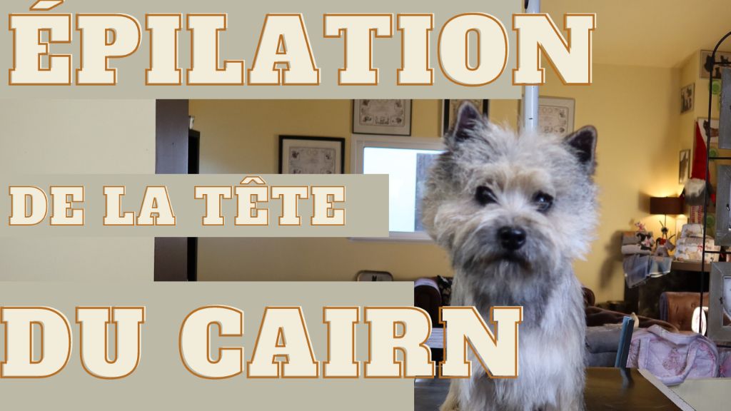 du Harpouy D'Auzan - Nouvelle Vidéo : apprendre à toiletter la tête du Cairn Terrier
