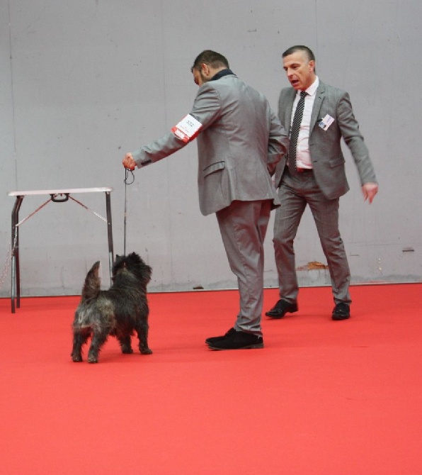 du Harpouy D'Auzan - Exposition Canine Spéciale de Race Toulouse
