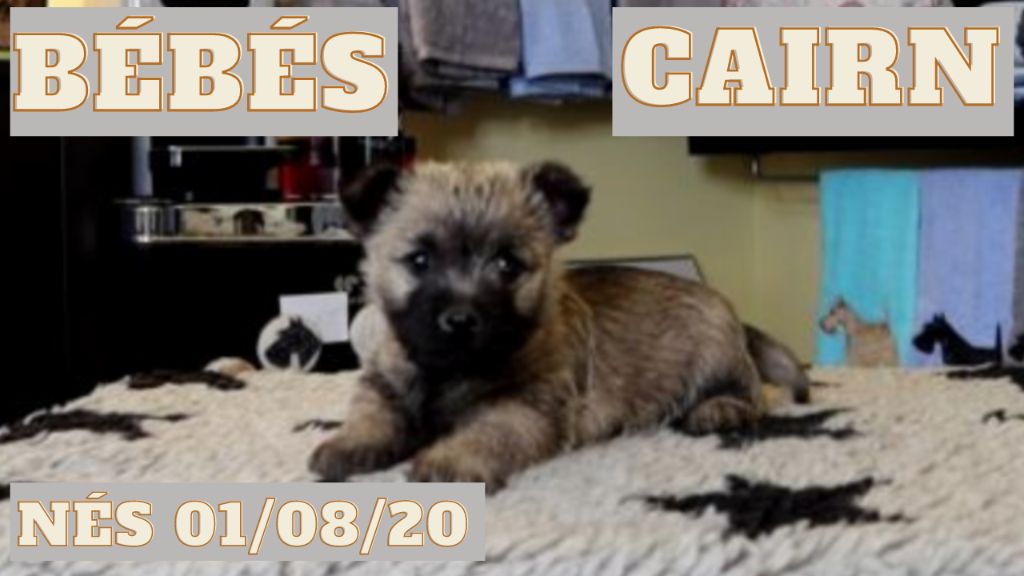 du Harpouy D'Auzan - Vidéo des Bébés Cairn Terrier du mois d'Août !