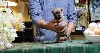  - Vidéo des chiots Cairn Terrier nés le 25/02/23