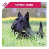  - Calendrier du Scottish Terrier 2016