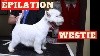  - Nouvelle Vidéo : Toilettage épilation Westie