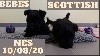  - Vidéo des bb Scottish Terrier du mois d'Août