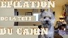  - Nouvelle Vidéo : apprendre à toiletter la tête du Cairn Terrier
