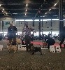  - Spécilale Terrier d'Ecosse Bordeaux 20/01/19