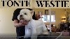  - Nouvelle Vidéo sur le Toilettage du Westie 