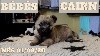  - Vidéo des Bébés Cairn Terrier du mois d'Août !