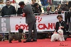  - Top Cairn Terrier 2012 en France