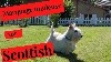 - Toilettage du Scottish Terrier