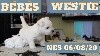  - Nouvelle Vidéo des chiots Westie  du Harpouy d'Auzan