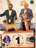  - Exposition Canine Internationale de Périgueux 
