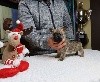  - vidéo Short BB Cairn Terrier pour les Voeux !