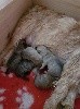 - Disponibilités des petits Cairn Terrier au Harpouy d'Auzan