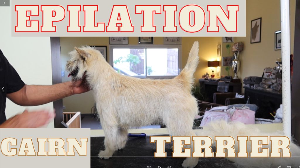 du Harpouy D'Auzan - Nouvelle Vidéo sur le Toilettage du Cairn Terrier