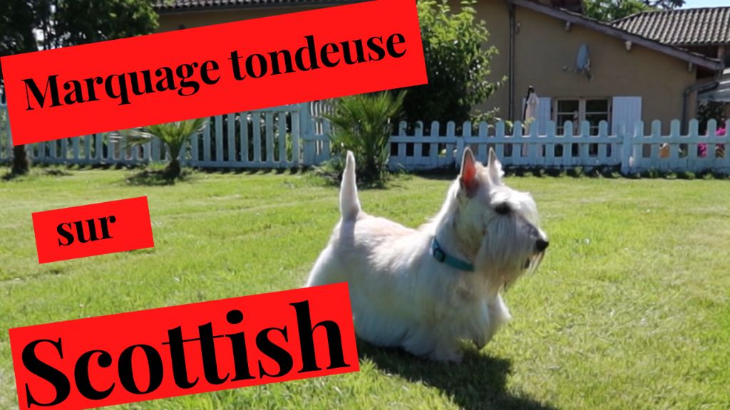 du Harpouy D'Auzan - Toilettage du Scottish Terrier