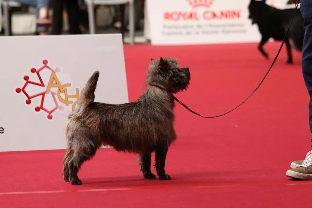 du Harpouy D'Auzan - Budapest Winters International Dogs shows