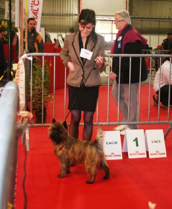 du Harpouy D'Auzan - Championnat D'Espagne (Monografica Terrier)