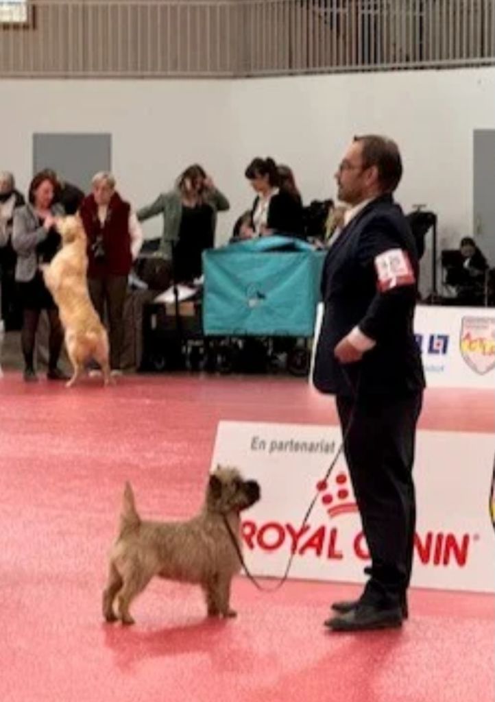 du Harpouy D'Auzan - Exposition Canine Internationale Perpignan 21/01/24
