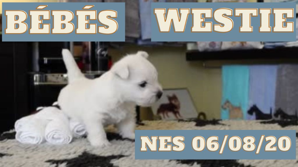 du Harpouy D'Auzan - Nouvelle Vidéo des chiots Westie  du Harpouy d'Auzan