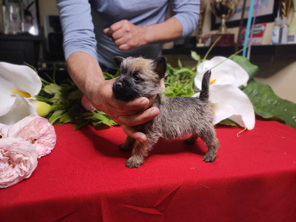 du Harpouy D'Auzan - Chiot disponible  - Cairn Terrier