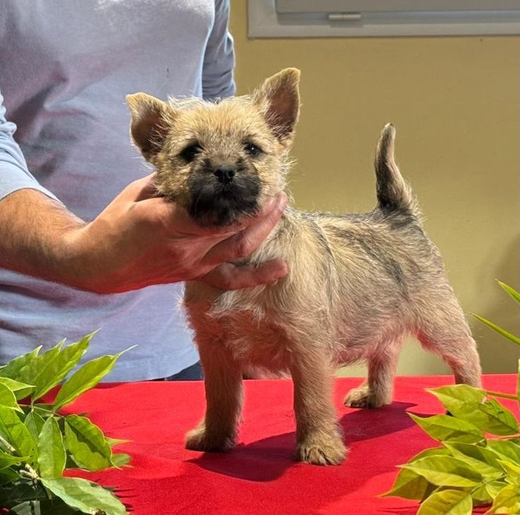 du Harpouy D'Auzan - Chiot disponible  - Cairn Terrier