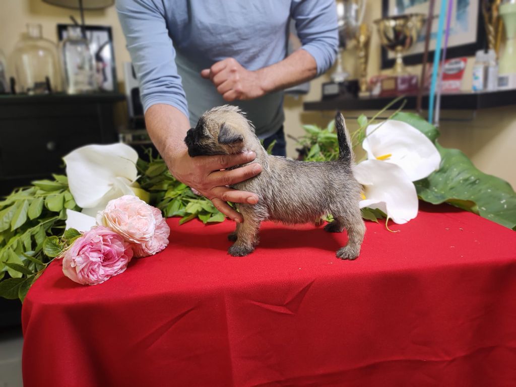 du Harpouy D'Auzan - Chiot disponible  - Cairn Terrier