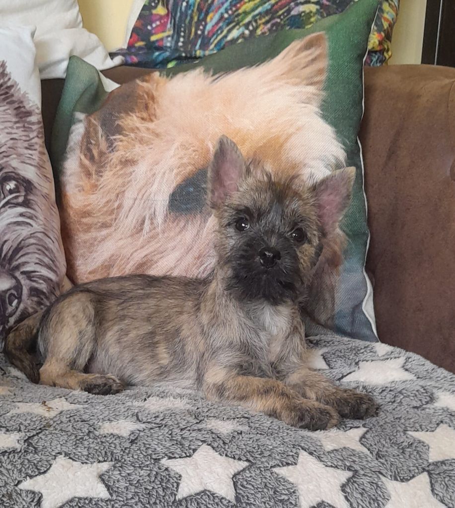 du Harpouy D'Auzan - Chiot disponible  - Cairn Terrier