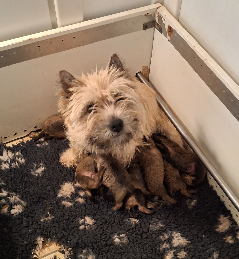 chiot Cairn Terrier du Harpouy D'Auzan