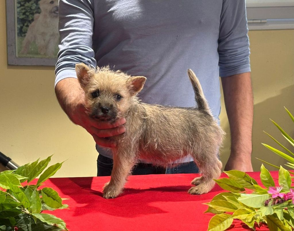 du Harpouy D'Auzan - Chiot disponible  - Cairn Terrier