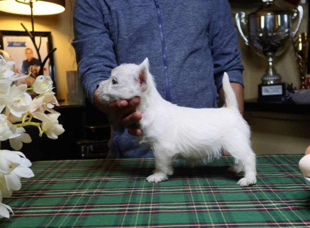 du Harpouy D'Auzan - Chiot disponible  - West Highland White Terrier