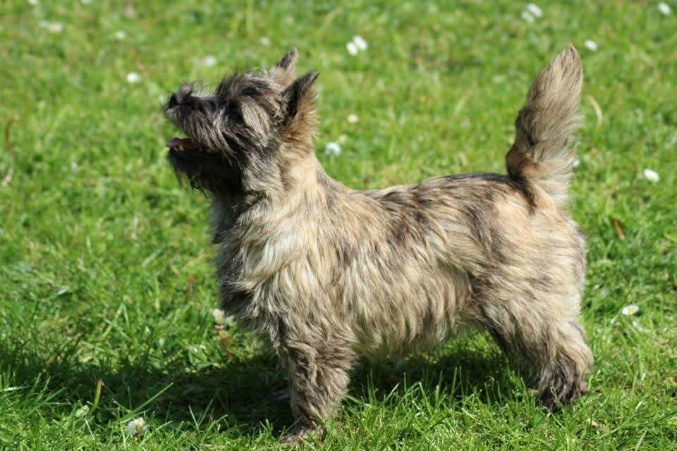 The kind of Magic du Harpouy D'Auzan