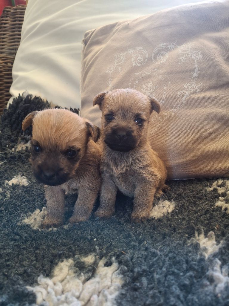 du Harpouy D'Auzan - Chiots Cairn Terrier à réserver 