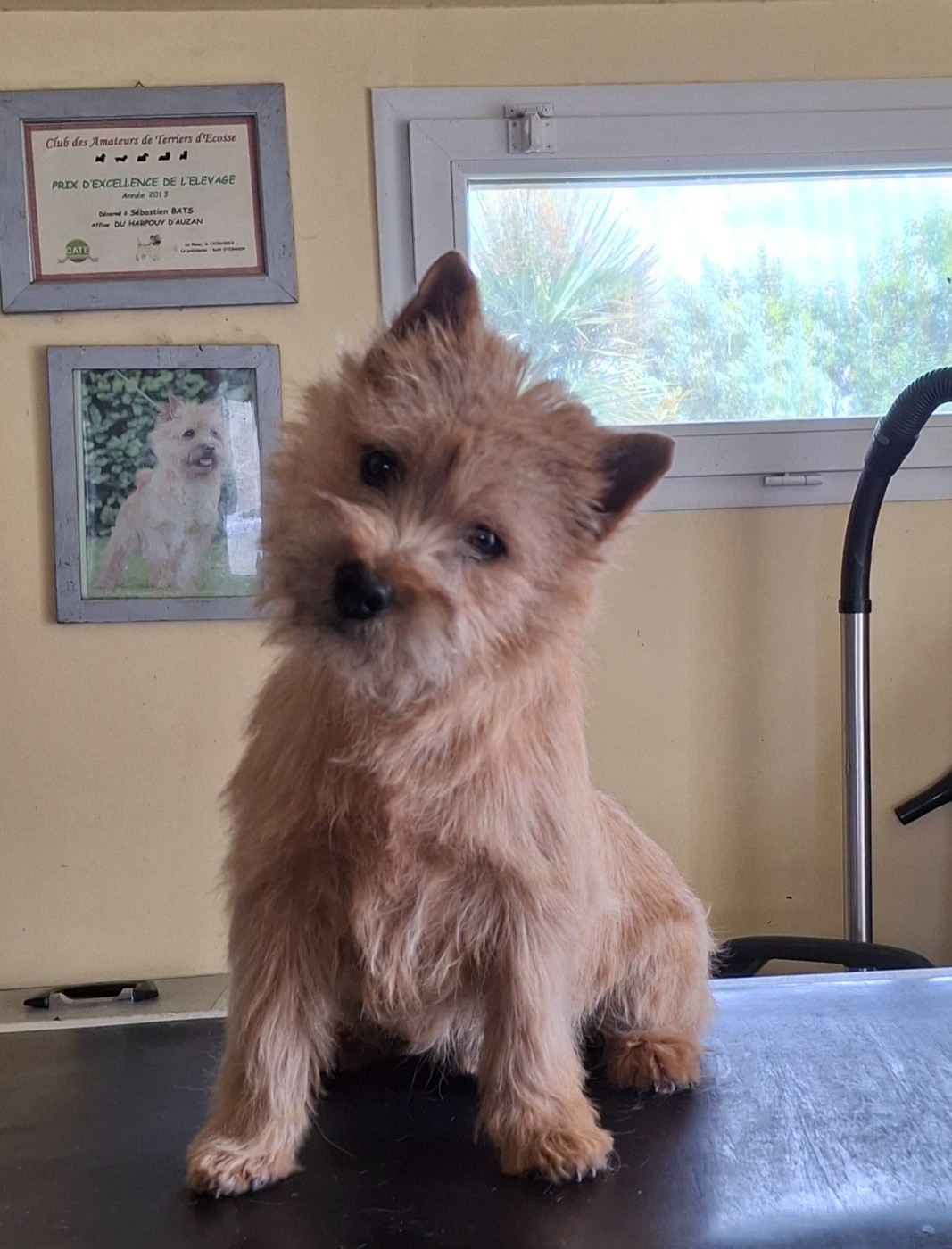 du Harpouy D'Auzan - Nationale et Internationale Ambès 07/25