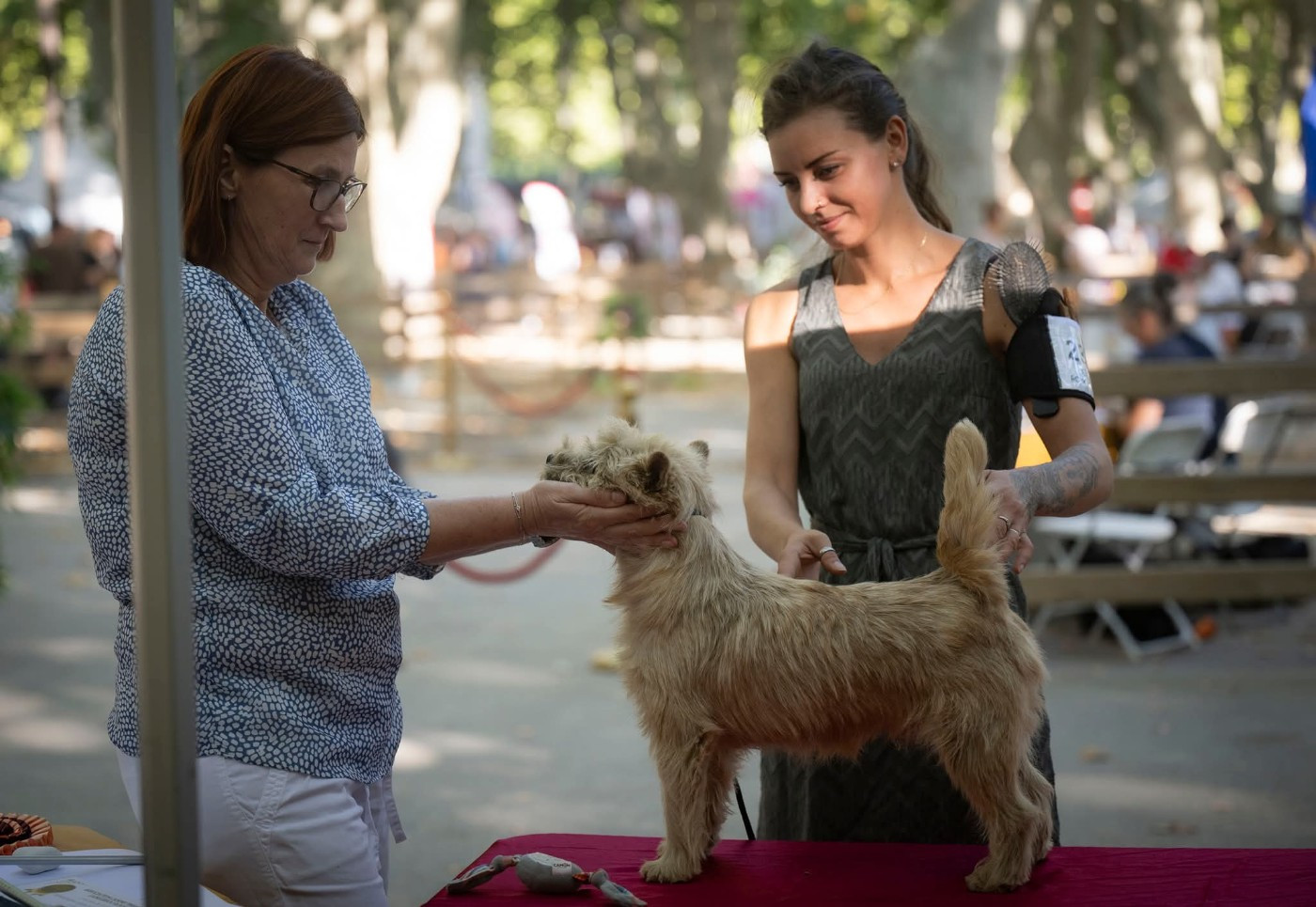 du Harpouy D'Auzan - 2 Exposition Nationale Beaucaire