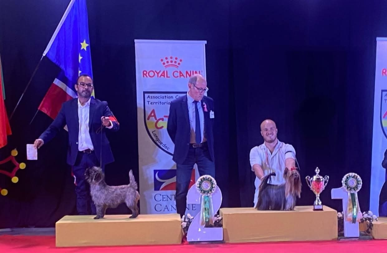du Harpouy D'Auzan - Exposition canine Internationale Beziers