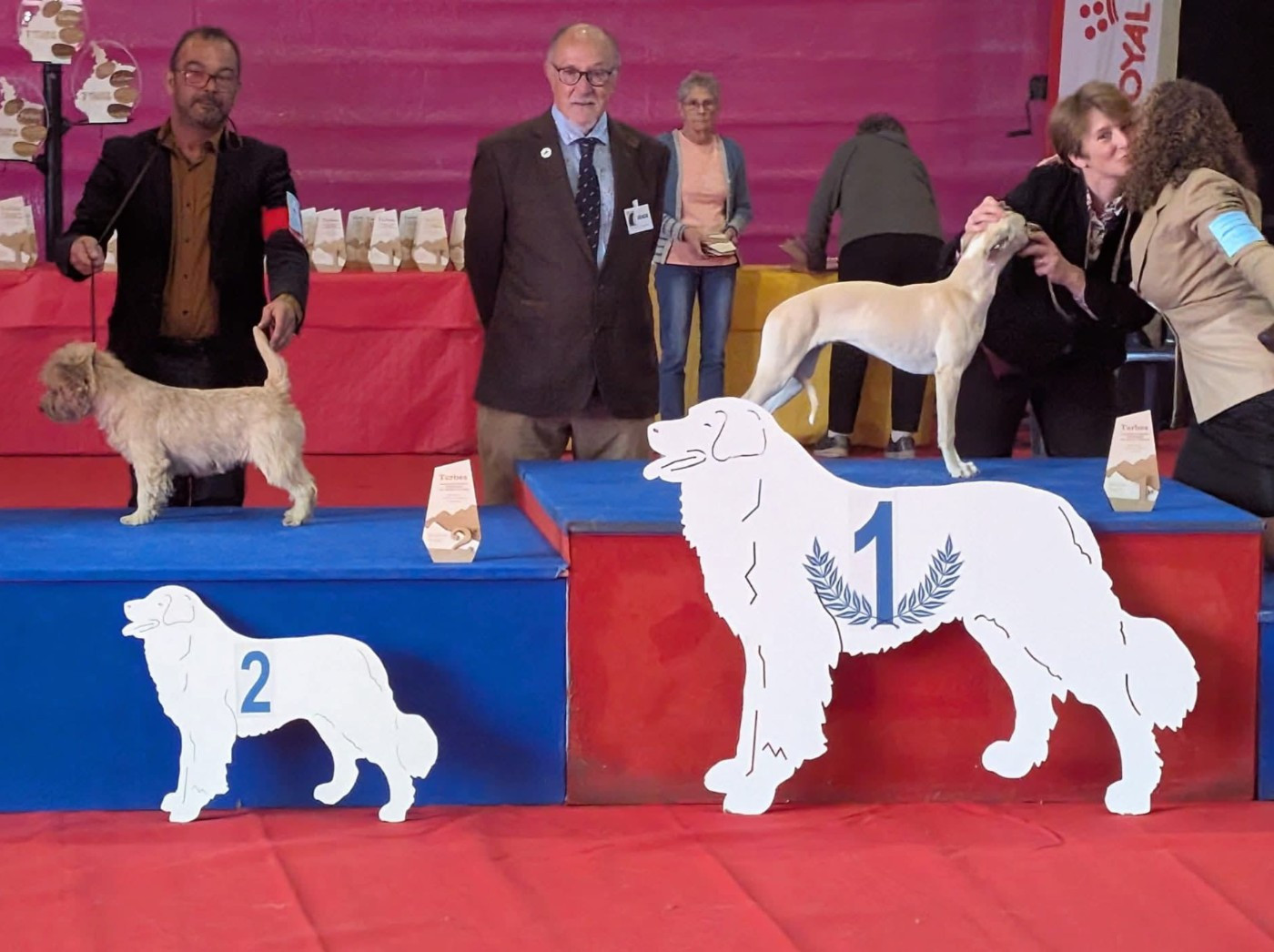 du Harpouy D'Auzan - Exposition Canine Nationale Tarbes