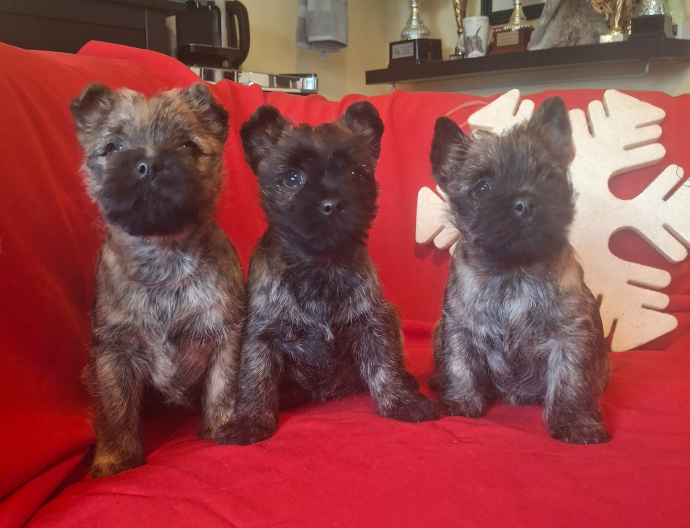 du Harpouy D'Auzan - Petites Femelles disponible à la Réservation pour mi Décembre