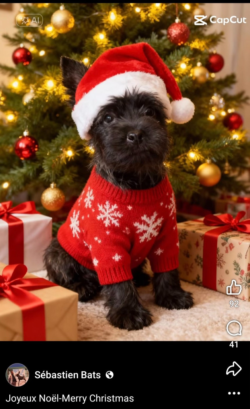 du Harpouy D'Auzan - Joyeux Noël