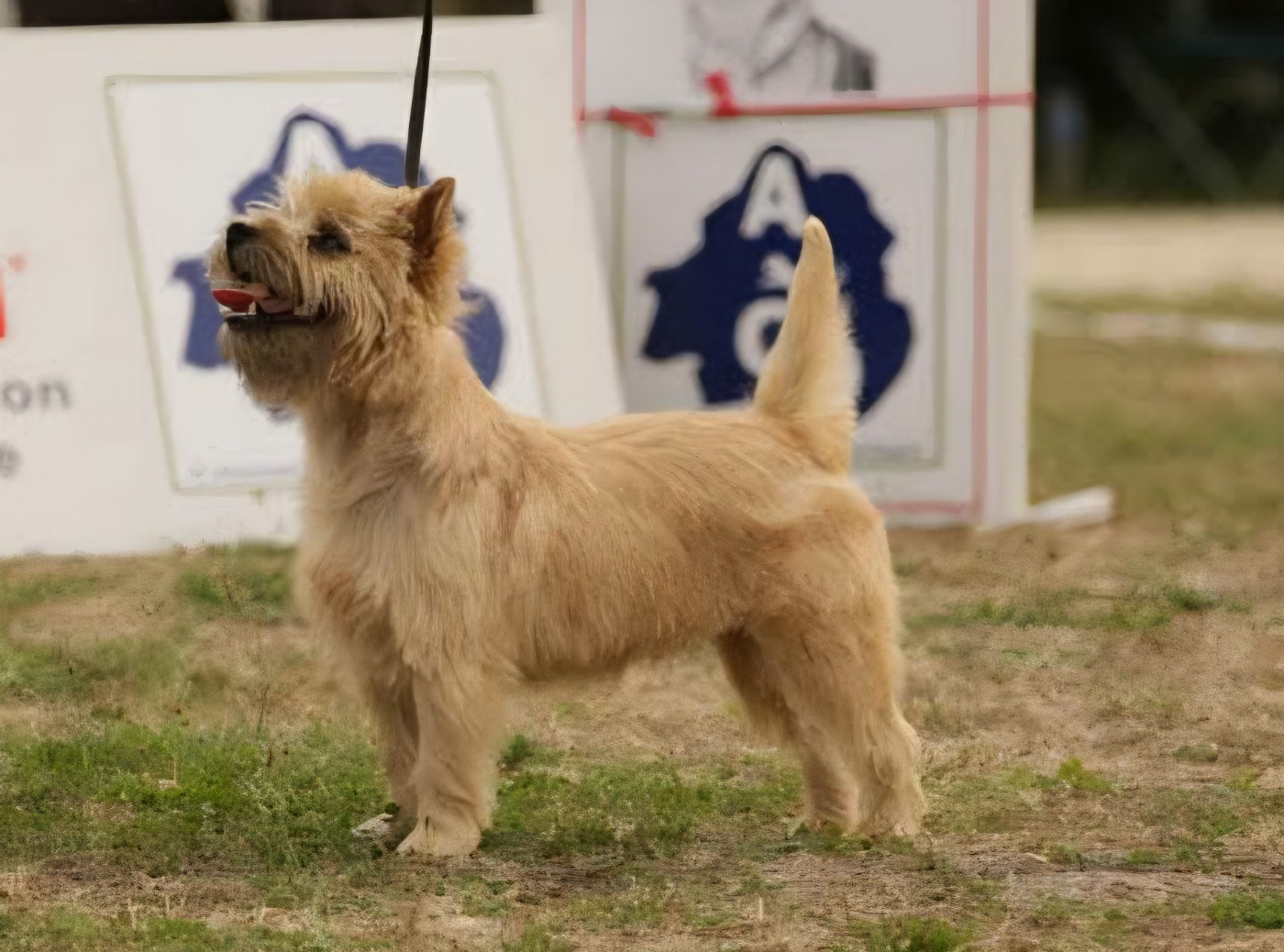 du Harpouy D'Auzan - Exposition Canine Nationale Monclar de Quercy