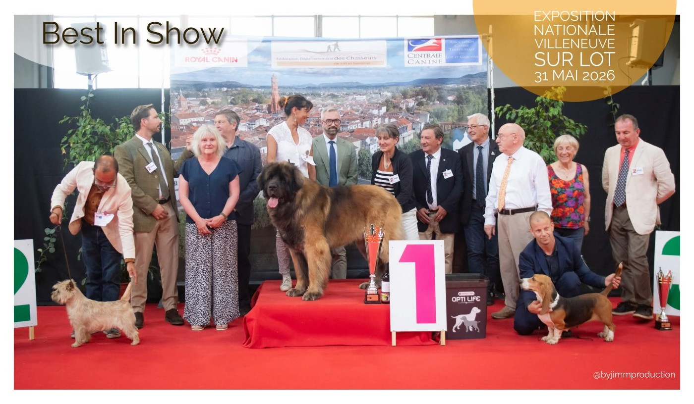 du Harpouy D'Auzan - Exposition Canine Villeneuve sur Lot Mai 2026