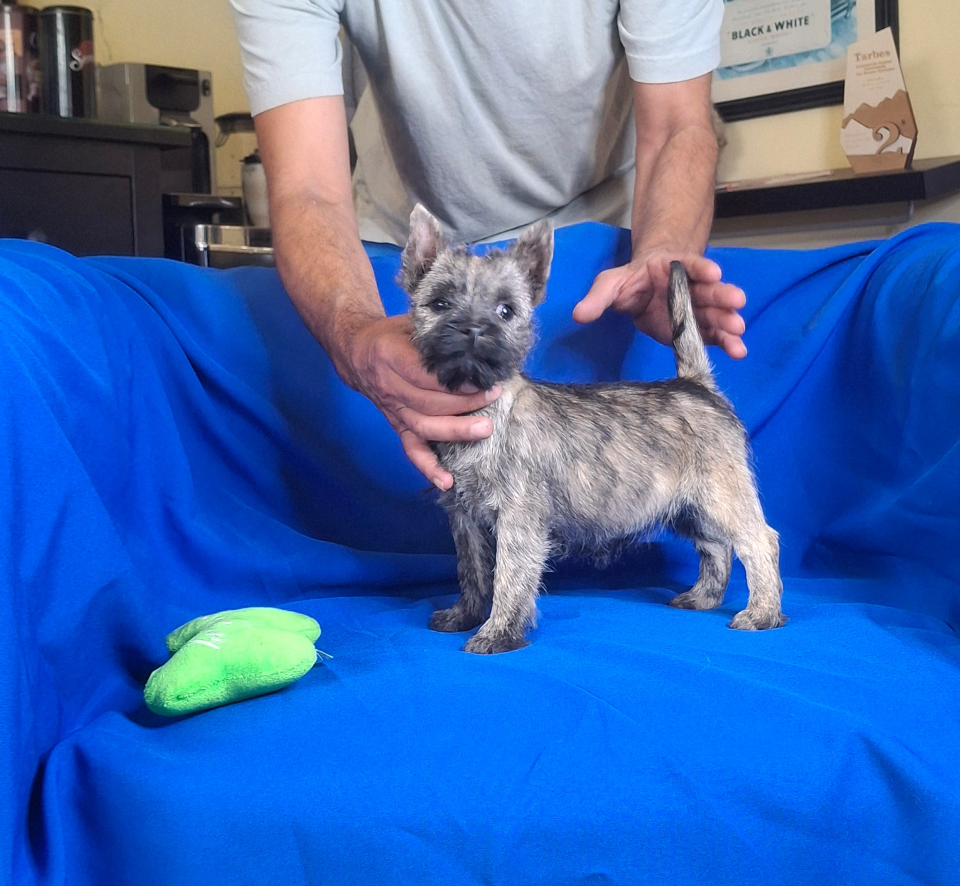 Petite Cairn Terrier à Réserver