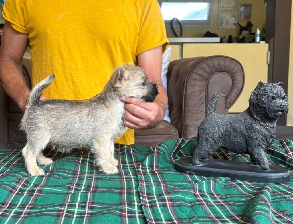 Chiots Cairn Terrier à réserver 