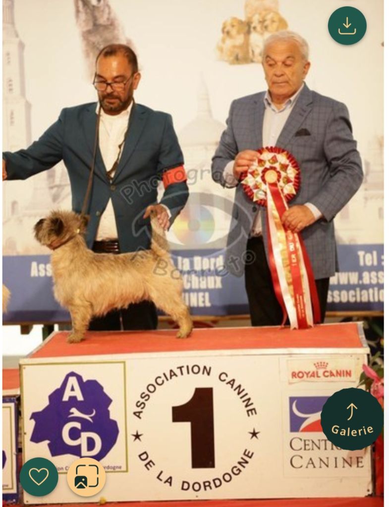 du Harpouy D'Auzan - Exposition Canine Internationale de Périgueux